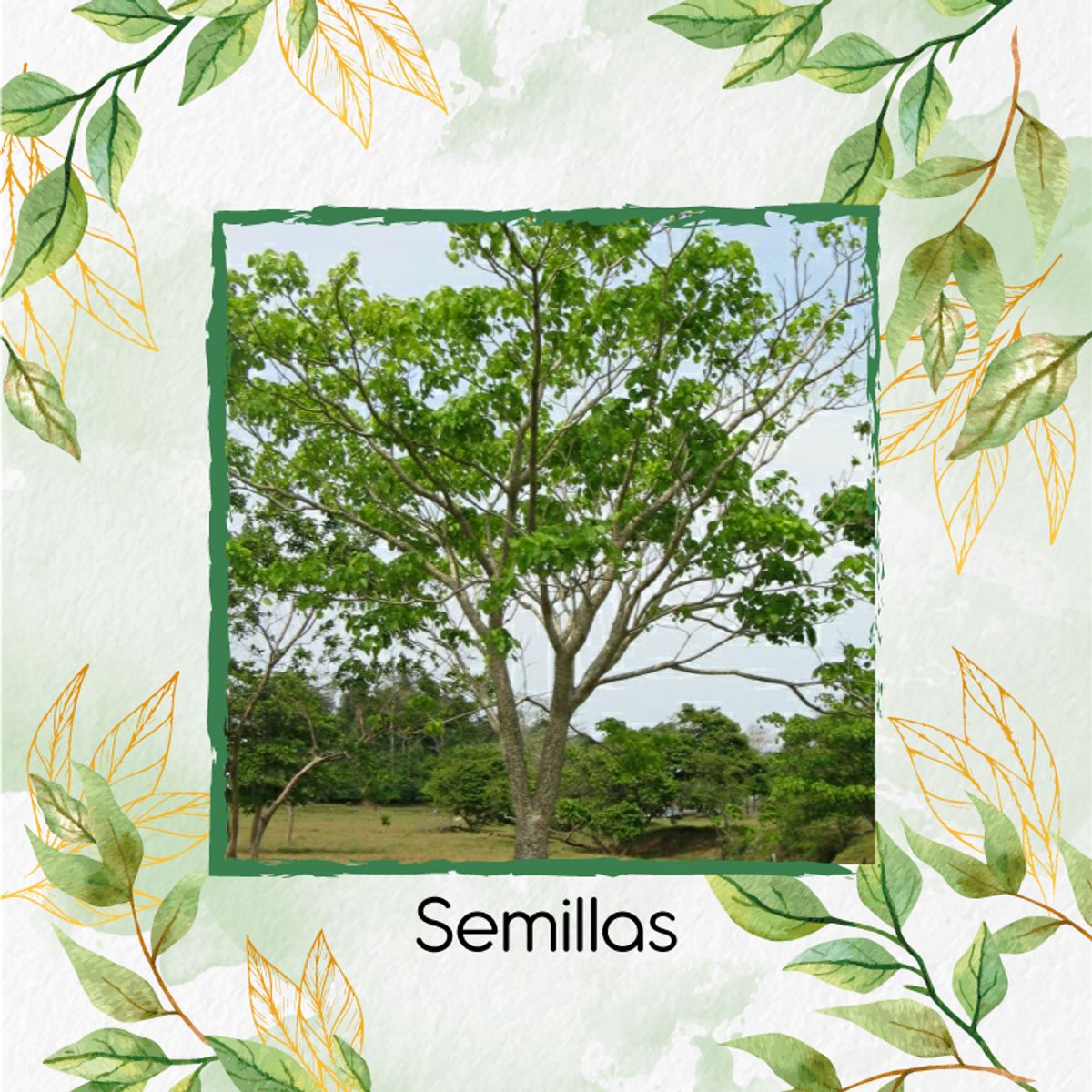 GENERICO - 3 Semillas De Árbol Ceiba Amarilla + Kit De Germinación Especial