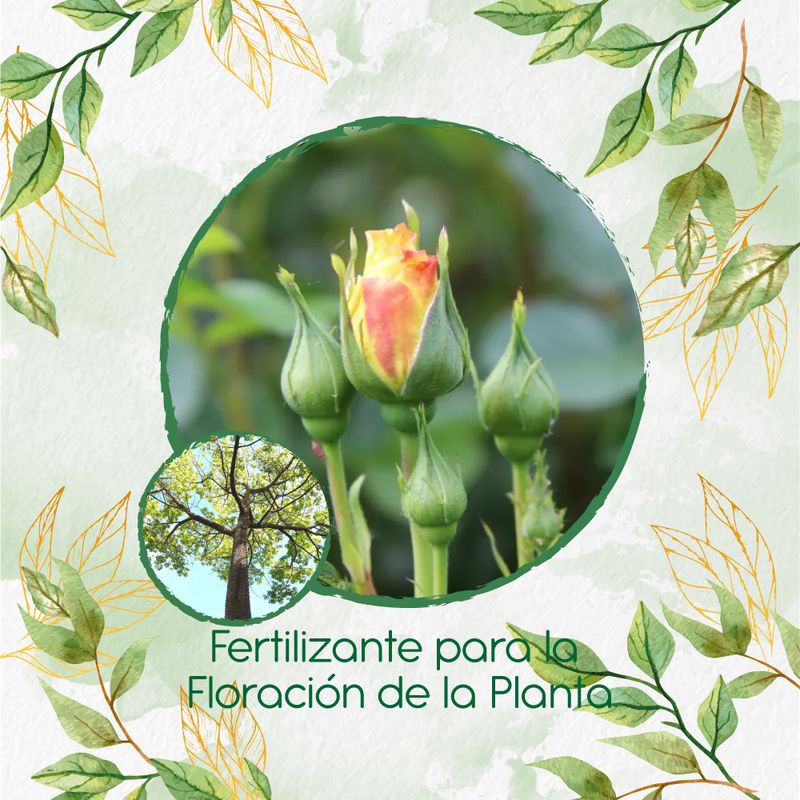 GENERICO - Fertilizante Para La Floración De Árbol Ceiba Bonga