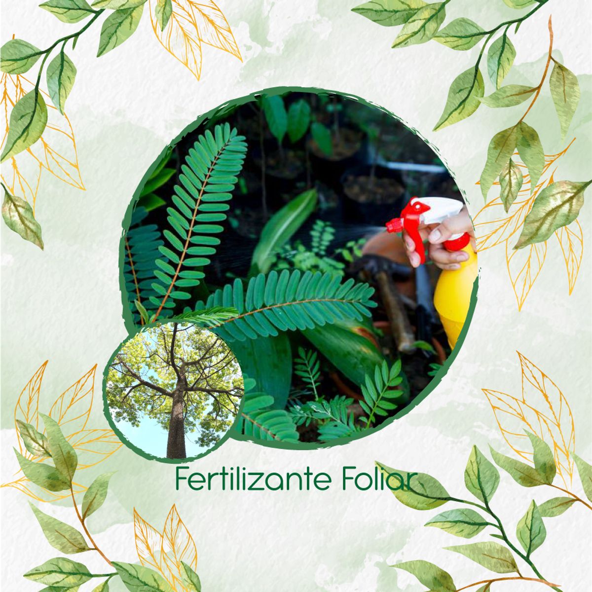 GENERICO - Fertilizante Generación De Brotes Para Árbol Ceiba Bonga