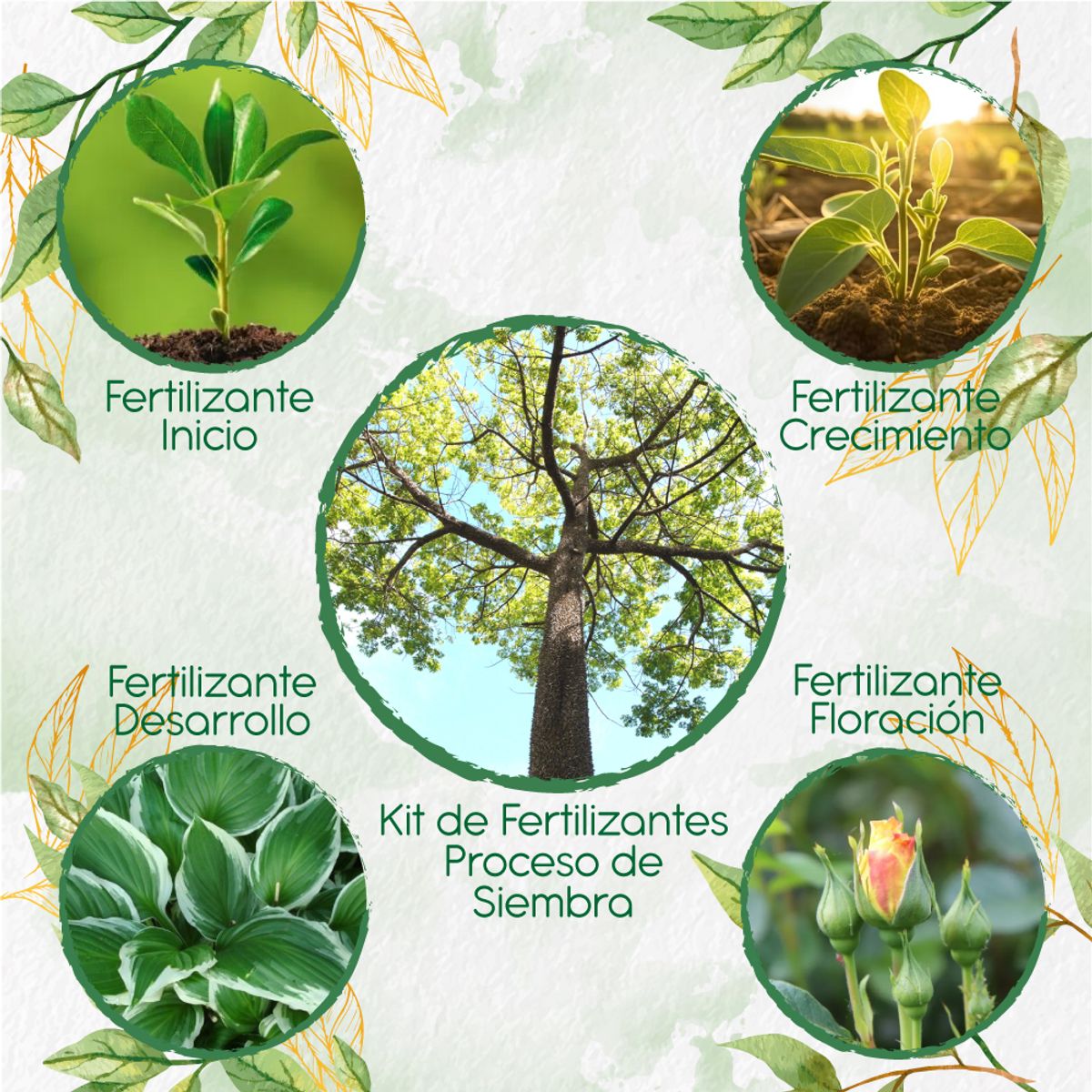 GENERICO - Kit De Fertilizantes Para La Siembra De Árbol Ceiba Bonga