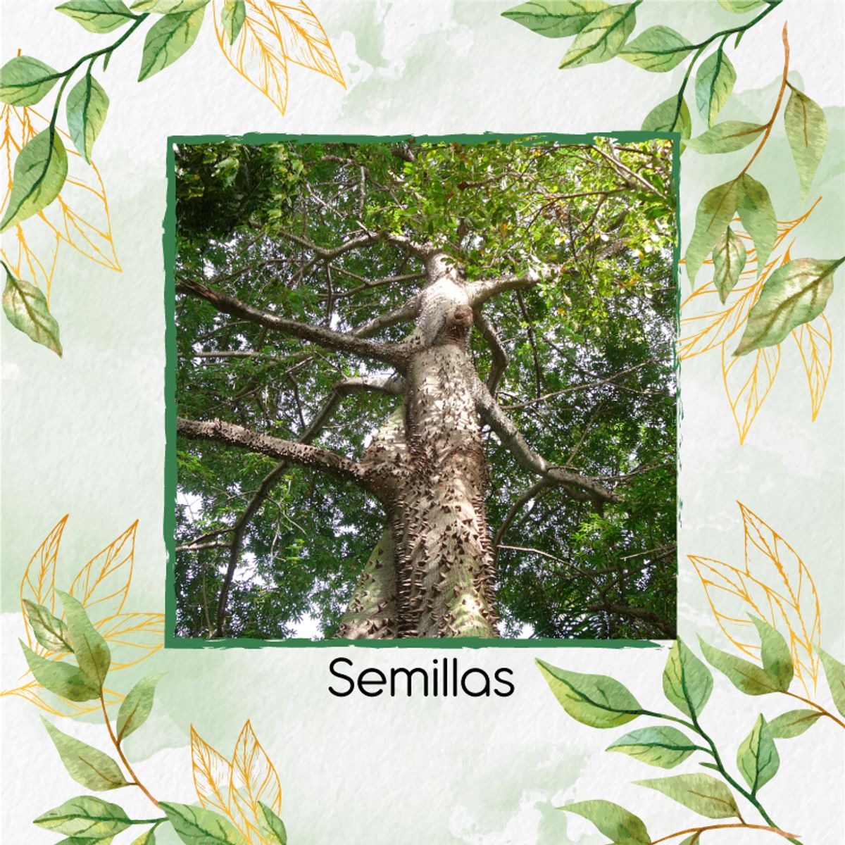 GENERICO - Kit De Fertilizantes Para La Siembra De Árbol Ceiba Bonga