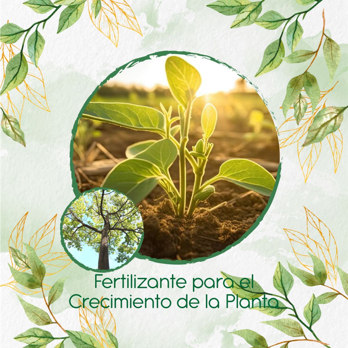 GENERICO - Fertilizante Para El Crecimiento De Árbol Ceiba Bonga