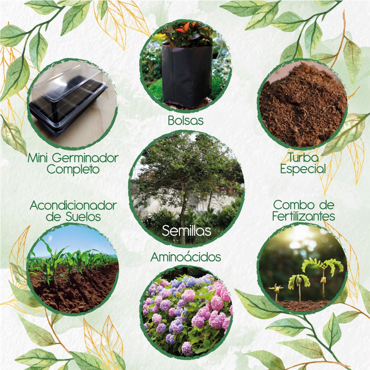 GENERICO - 20 Semillas De Árbol Ceiba Tolua + Kit De Germinación Especial