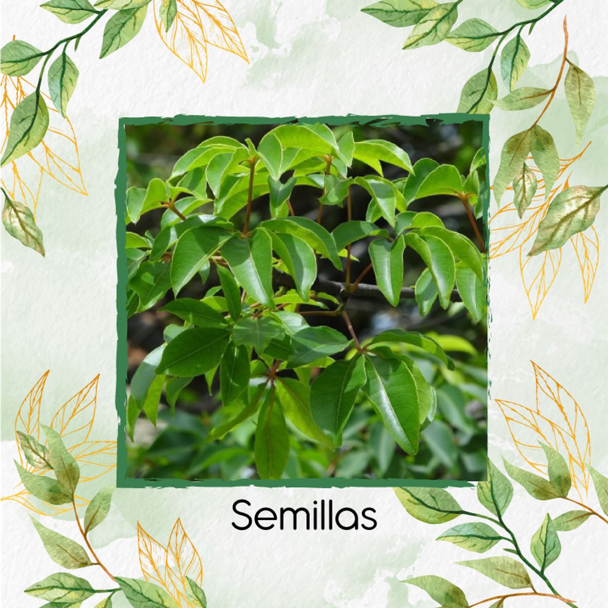 GENERICO - 20 Semillas De Árbol Ceiba Tolua + Kit De Germinación Especial