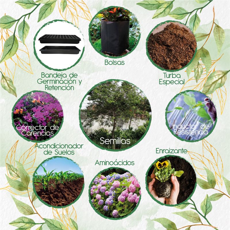 GENERICO - 40 Semillas De Árbol Ceiba Tolua + Kit De Siembra