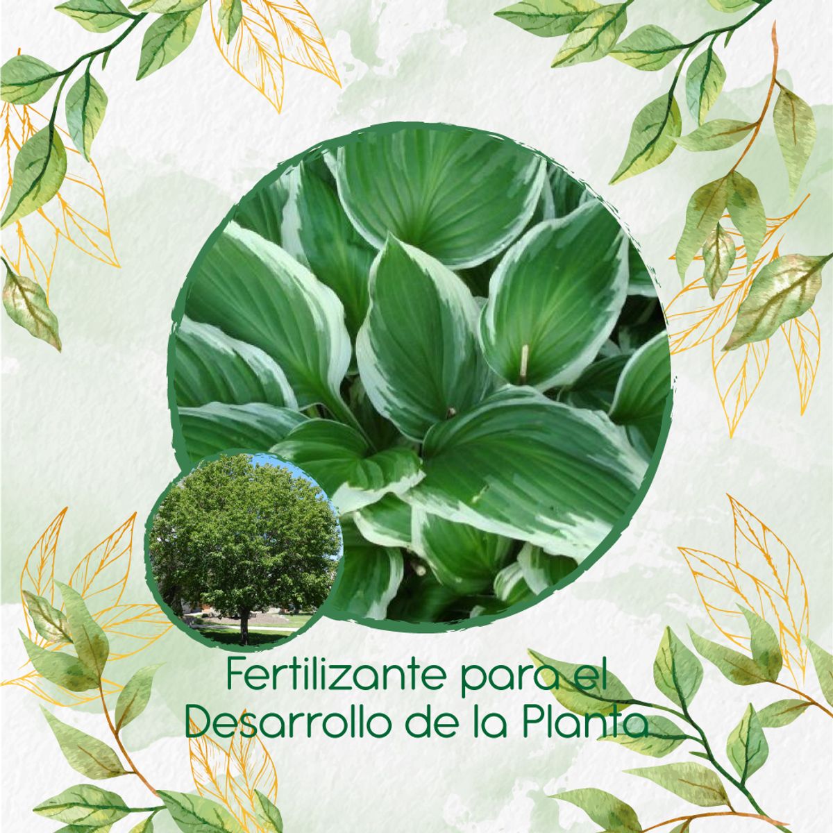 GENERICO - Fertilizante Para El Desarrollo De Árbol Cerezo Capulí