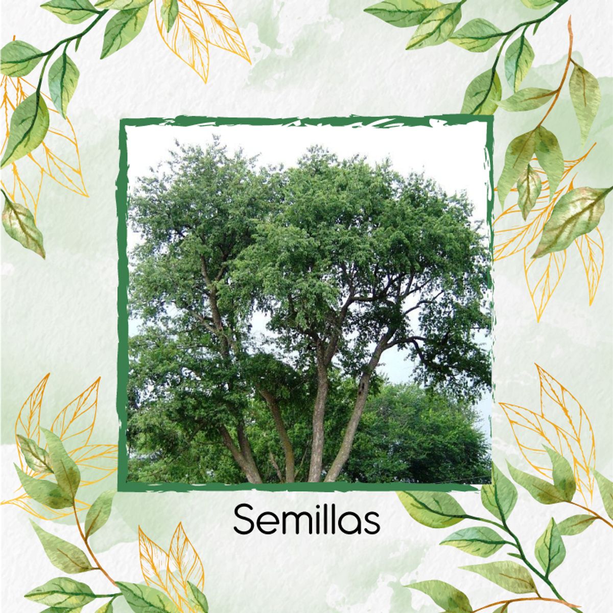 GENERICO - 60 Semillas De Árbol Cerezo Capulí + Kit De Germinación Especial