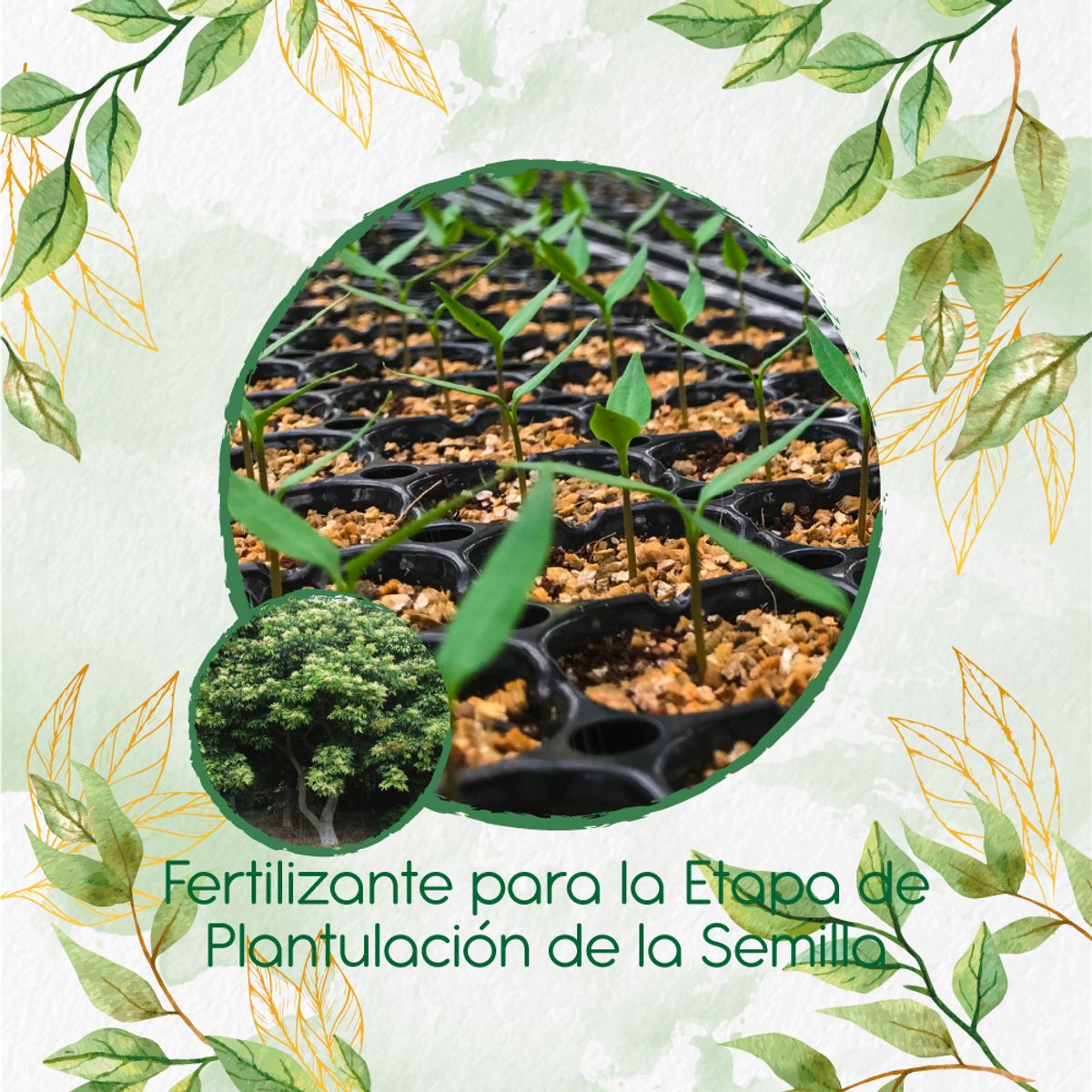 GENERICO - Fertilizante De Plantulación Para Árbol Chambimbe Jaboncillo