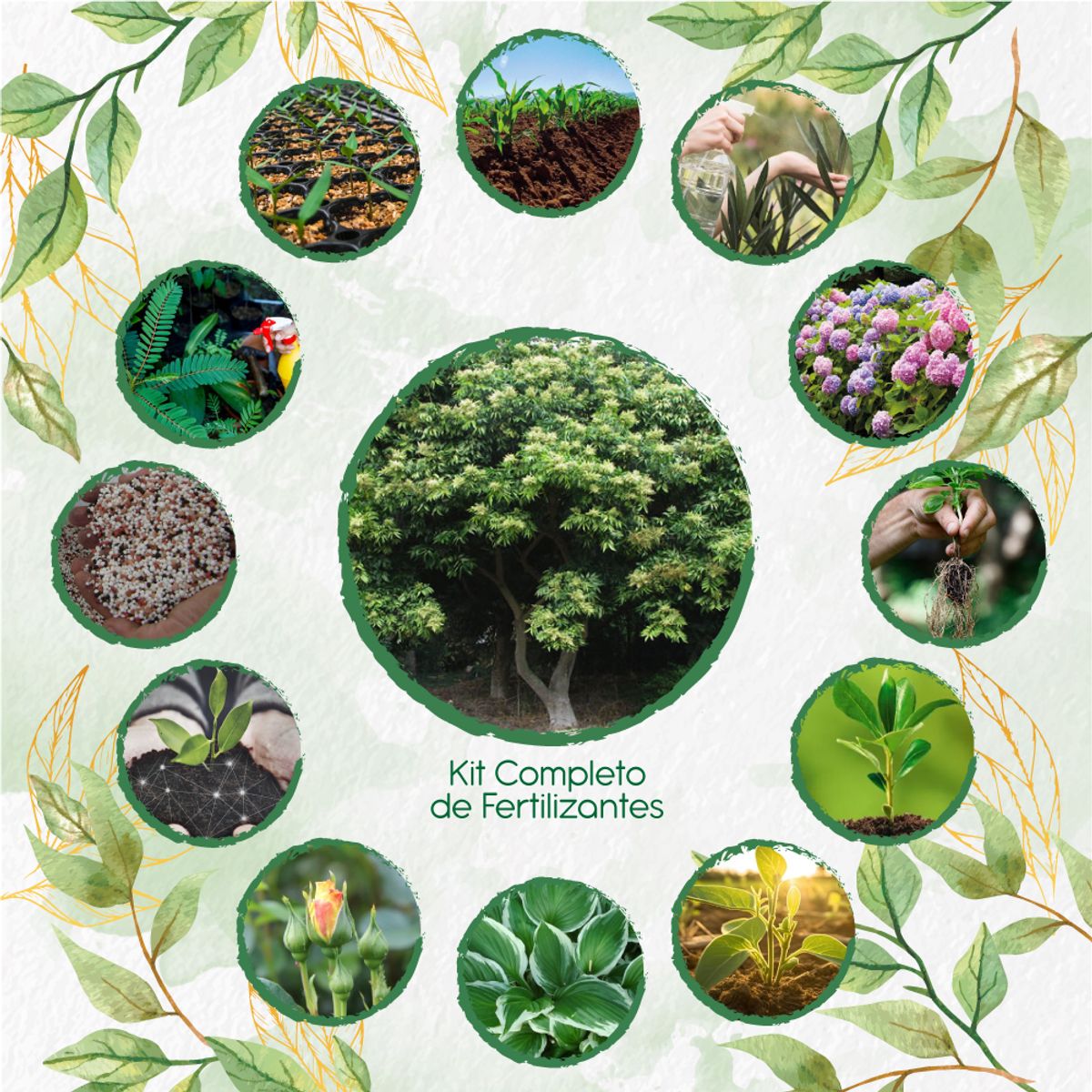 GENERICO - 30 Semillas De Chambimbe Jaboncillo + Kit Completo De Germinación