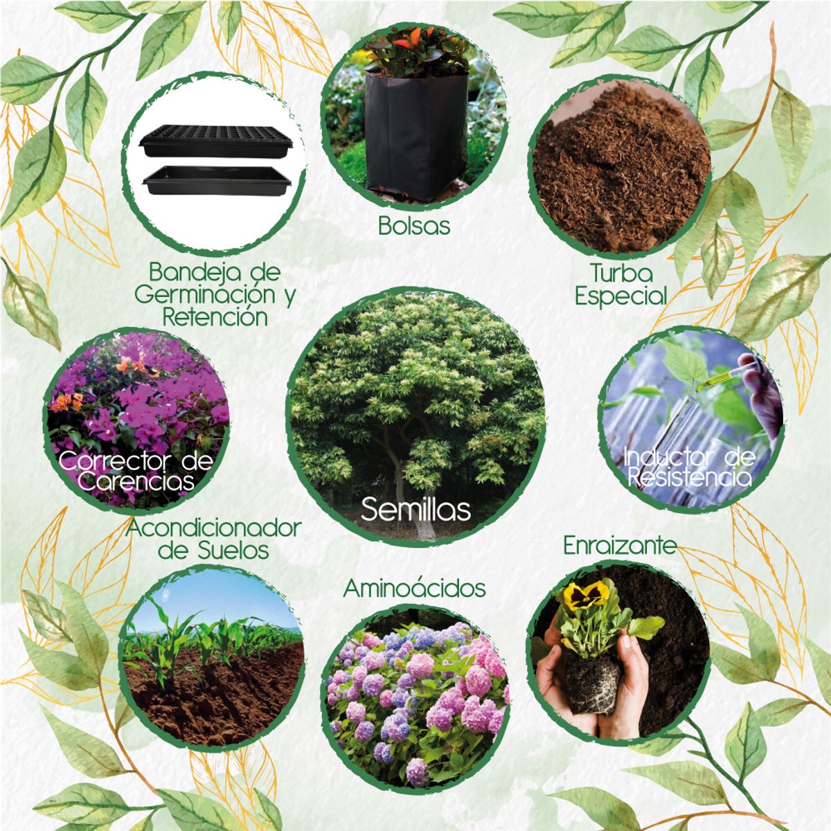 GENERICO - 60 Semillas De Árbol Chambimbe Jaboncillo + Kit De Siembra