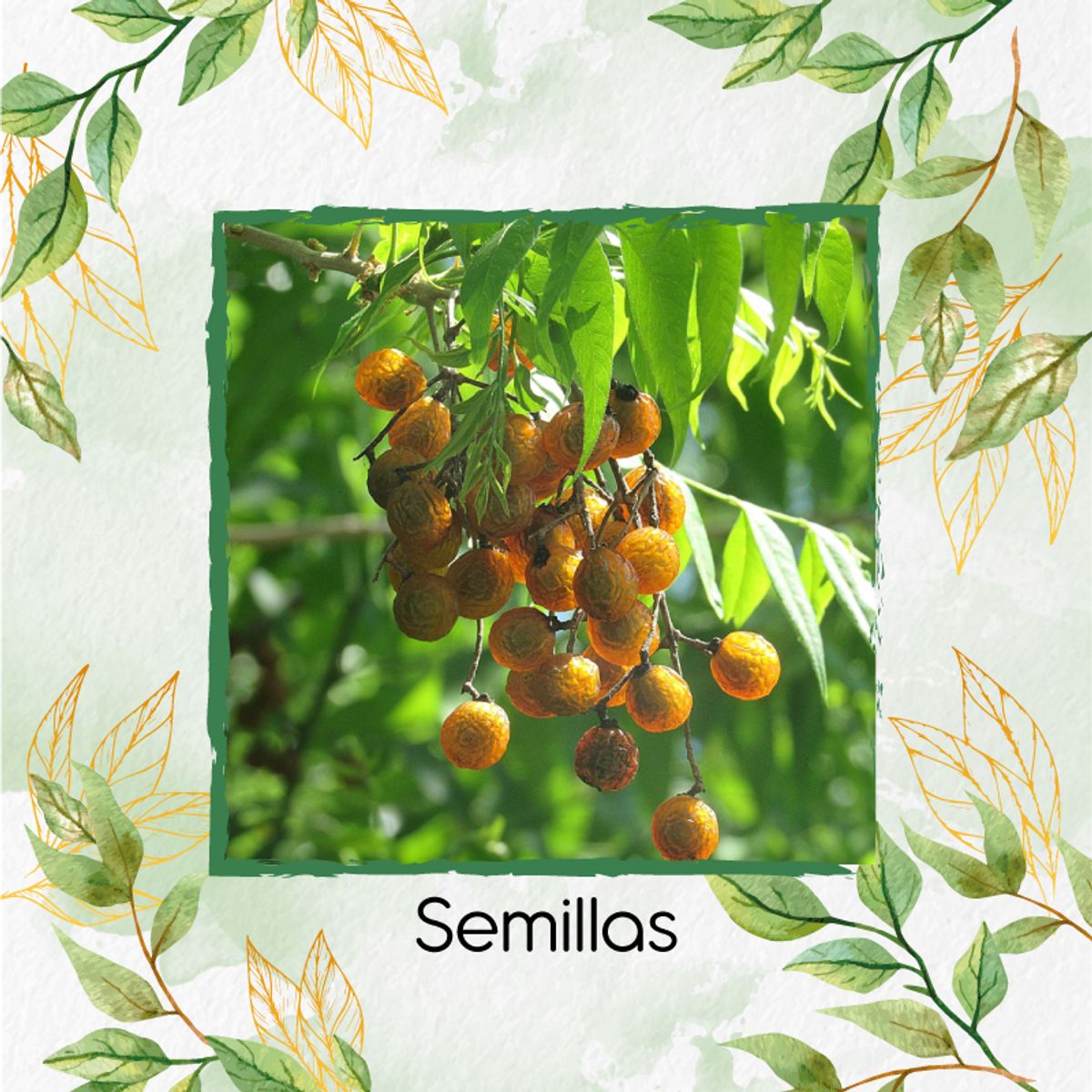 GENERICO - 60 Semillas De Árbol Chambimbe Jaboncillo + Kit De Siembra