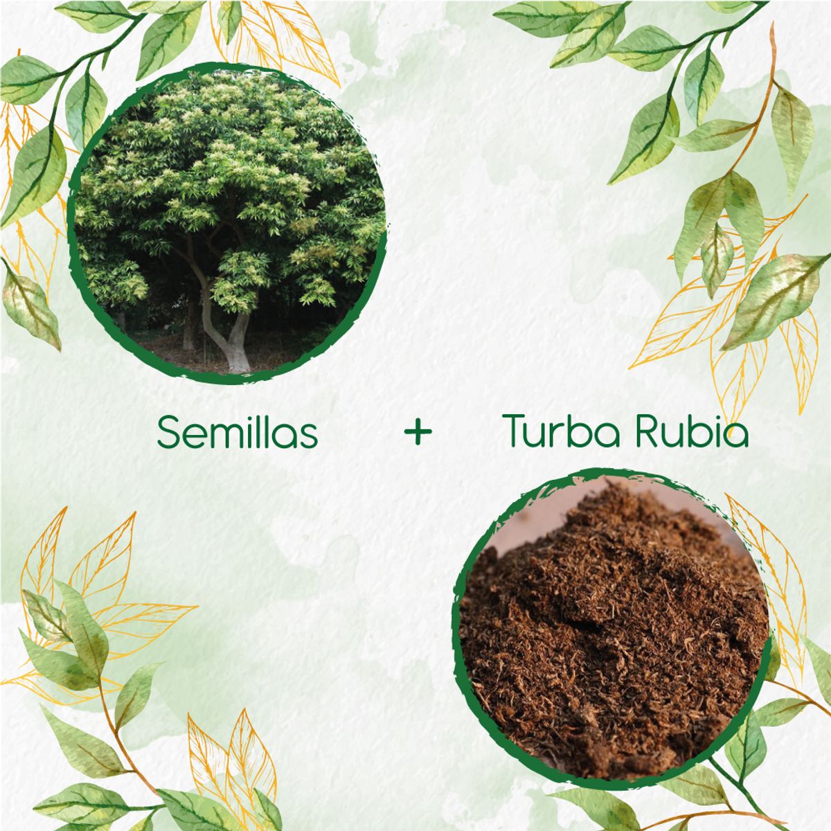 GENERICO - 30 Semillas De Árbol Chambimbe Jaboncillo + Turba De Germinación