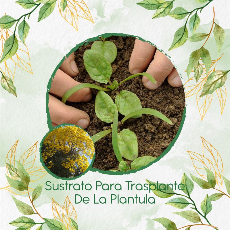 GENERICO - Sustrato Para Trasplante De Árbol Chicala - Fresno