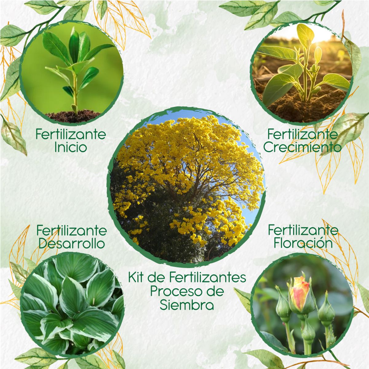 GENERICO - Kit De Fertilizantes Para La Siembra De Árbol Chicala - Fresno