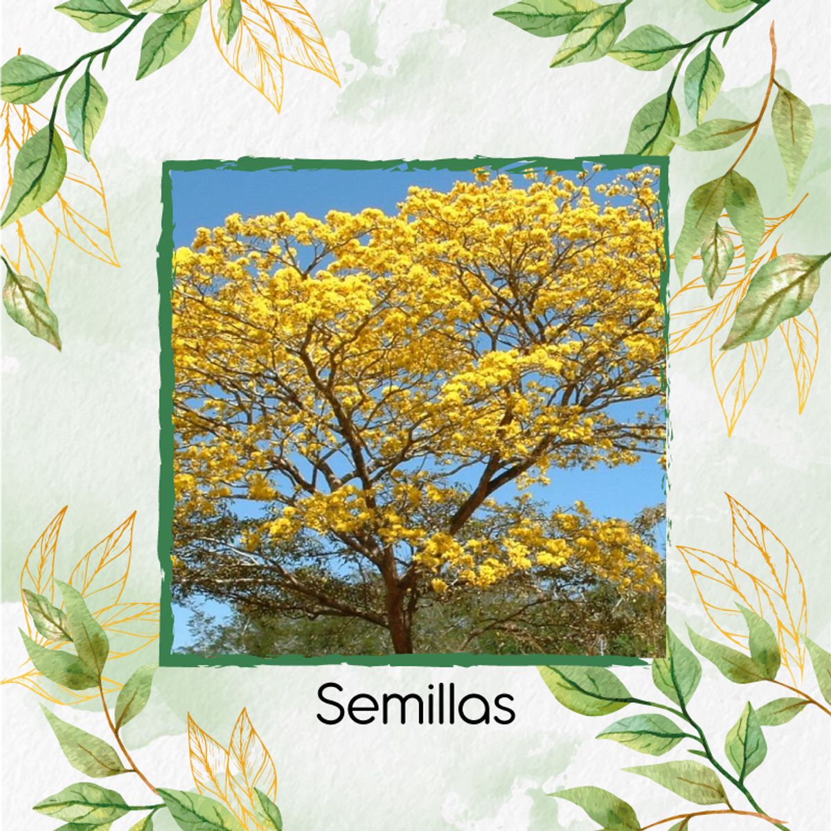 GENERICO - 150 Semillas De Árbol Chicala - Fresno + Kit De Germinación Especial