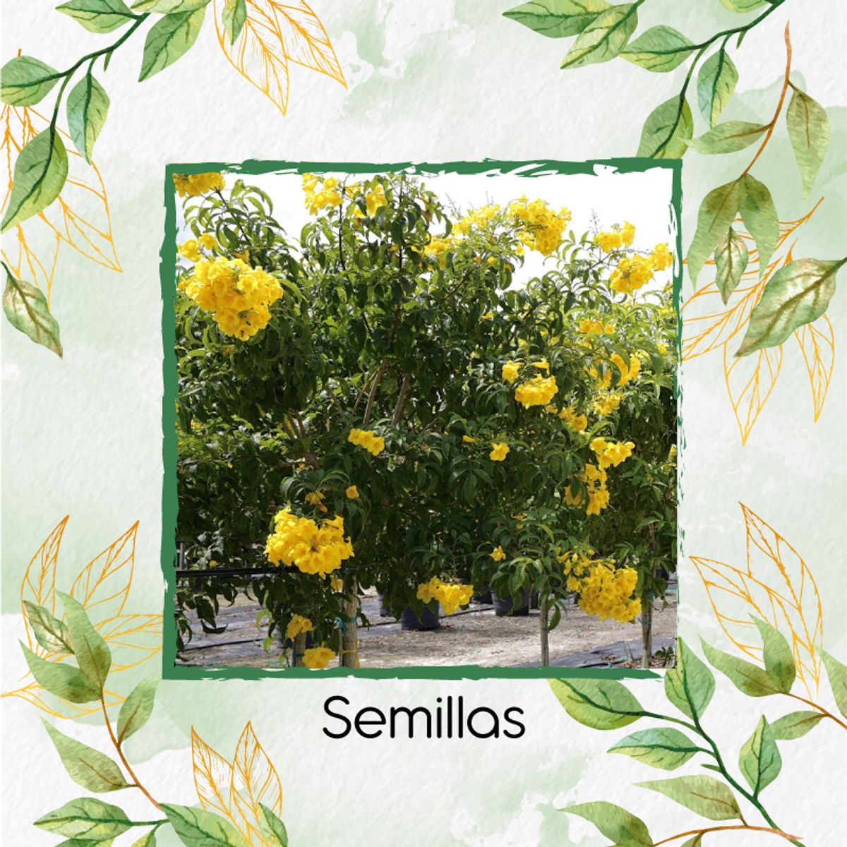 GENERICO - 300 Semillas De Árbol Chicala - Fresno + Kit De Producción