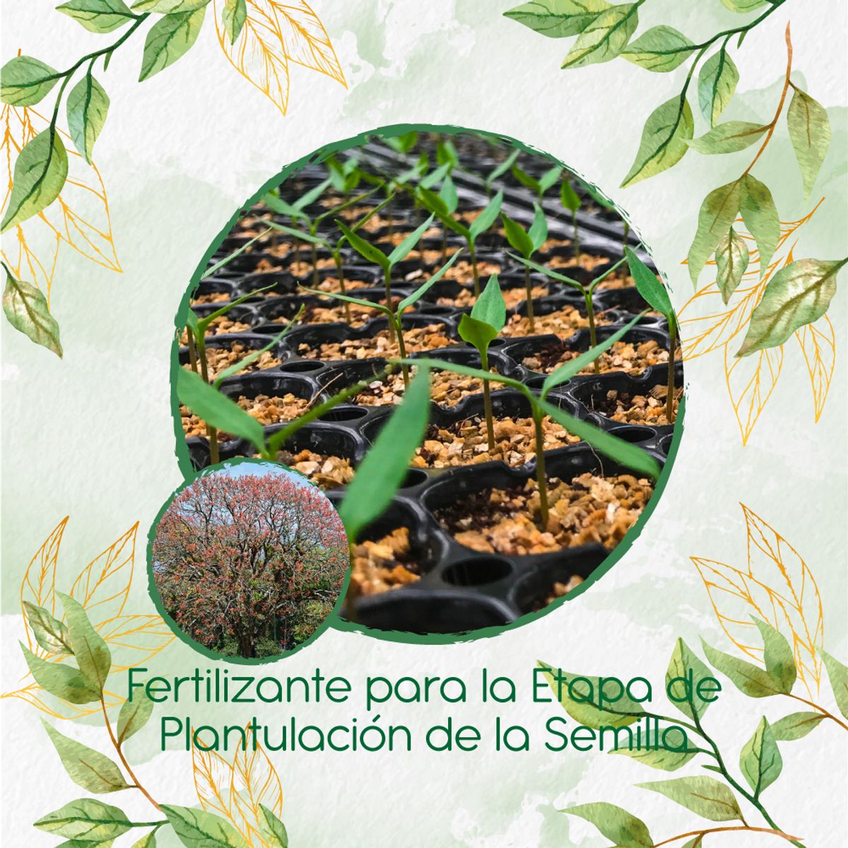 GENERICO - Fertilizante De Plantulación Para Árbol Chochos De Árbol