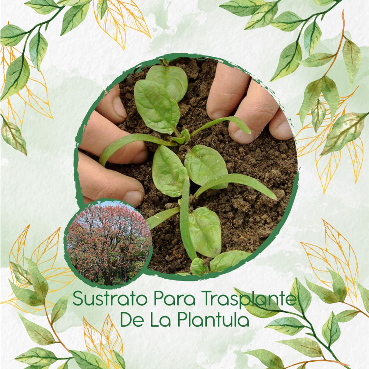 GENERICO - Sustrato Para Trasplante De Árbol Chochos De Árbol