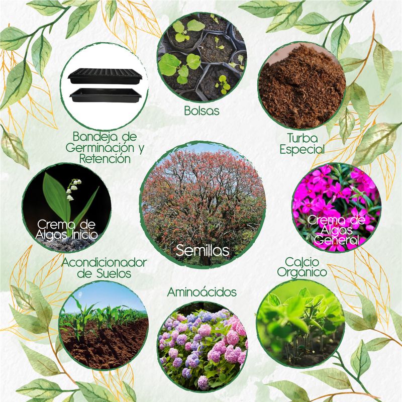 GENERICO - 30 Semillas De Árbol Chochos De Árbol + Kit Orgánico