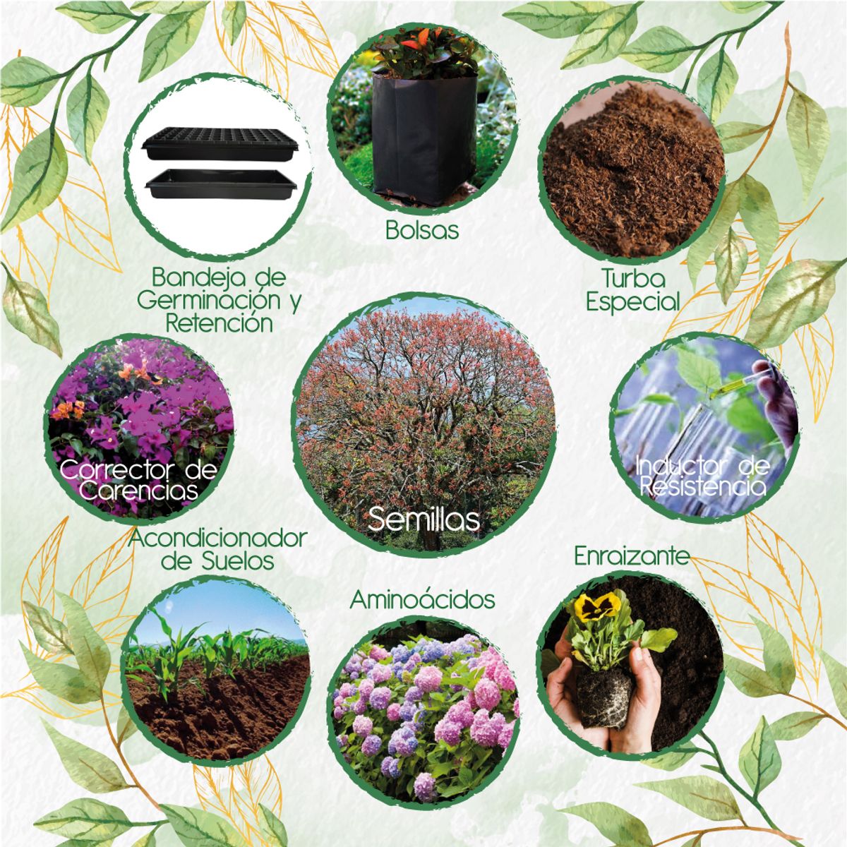 GENERICO - 60 Semillas De Árbol Chochos de Árbol + Kit De Producción