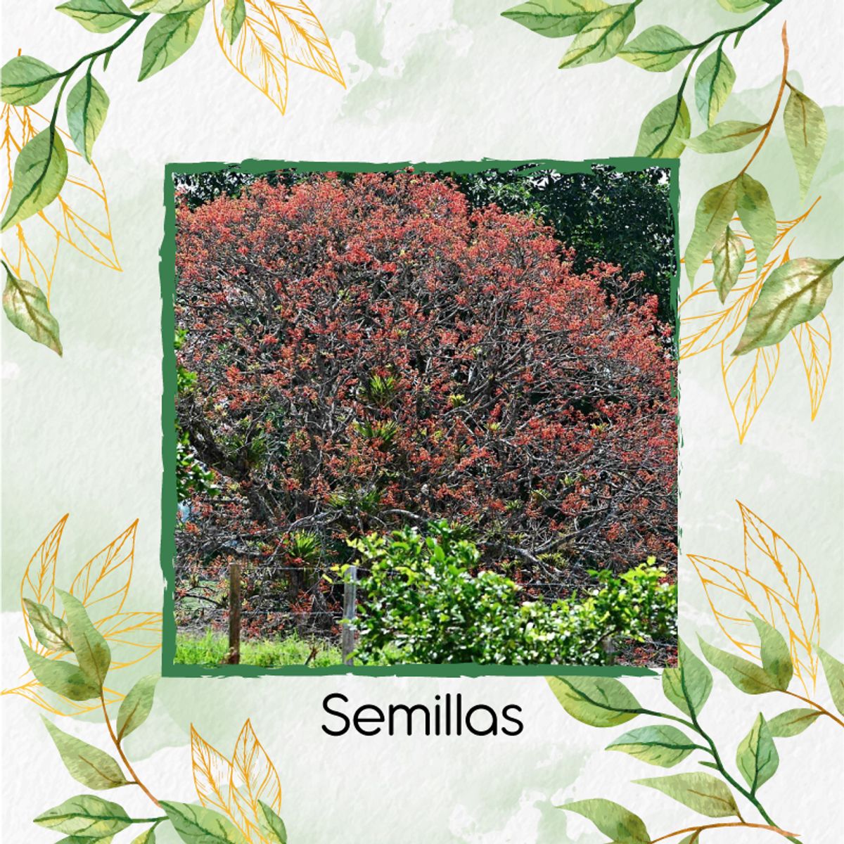 GENERICO - 60 Semillas De Árbol Chochos de Árbol + Kit De Producción