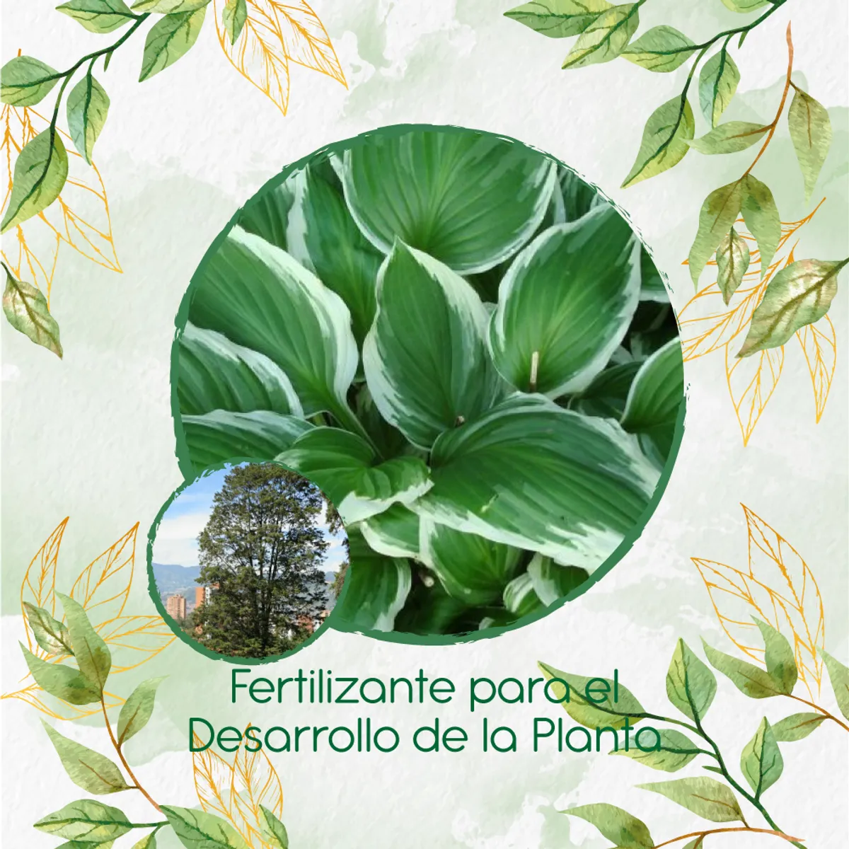 GENERICO - Fertilizante Para El Desarrollo De Árbol Ciprés