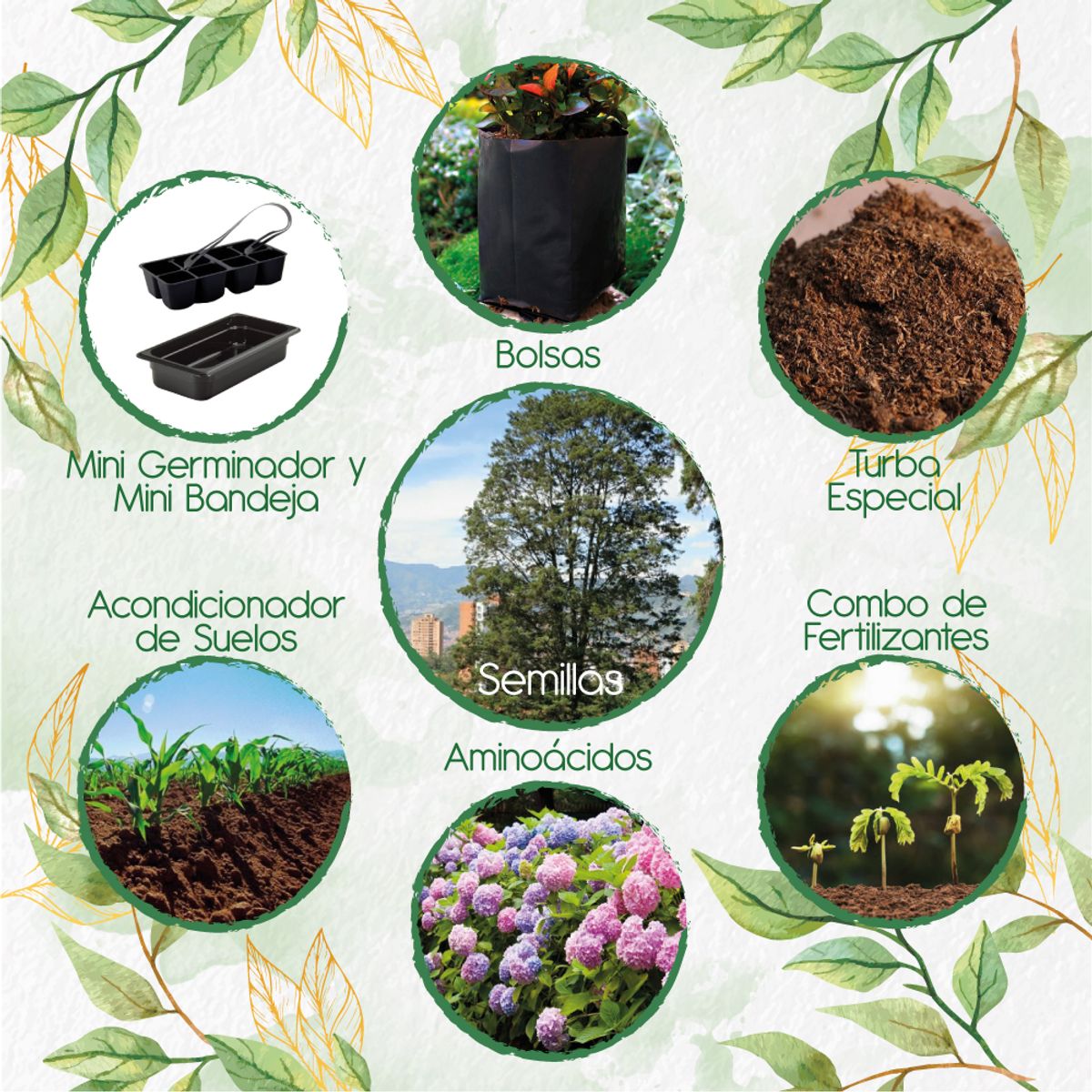 GENERICO - 50 Semillas Orgánicas De Árbol Ciprés + Kit De Germinación