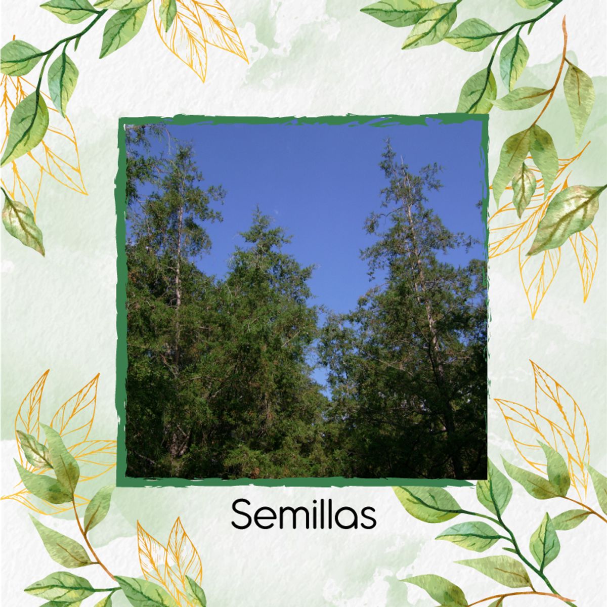 GENERICO - 50 Semillas Orgánicas De Árbol Ciprés + Kit De Germinación