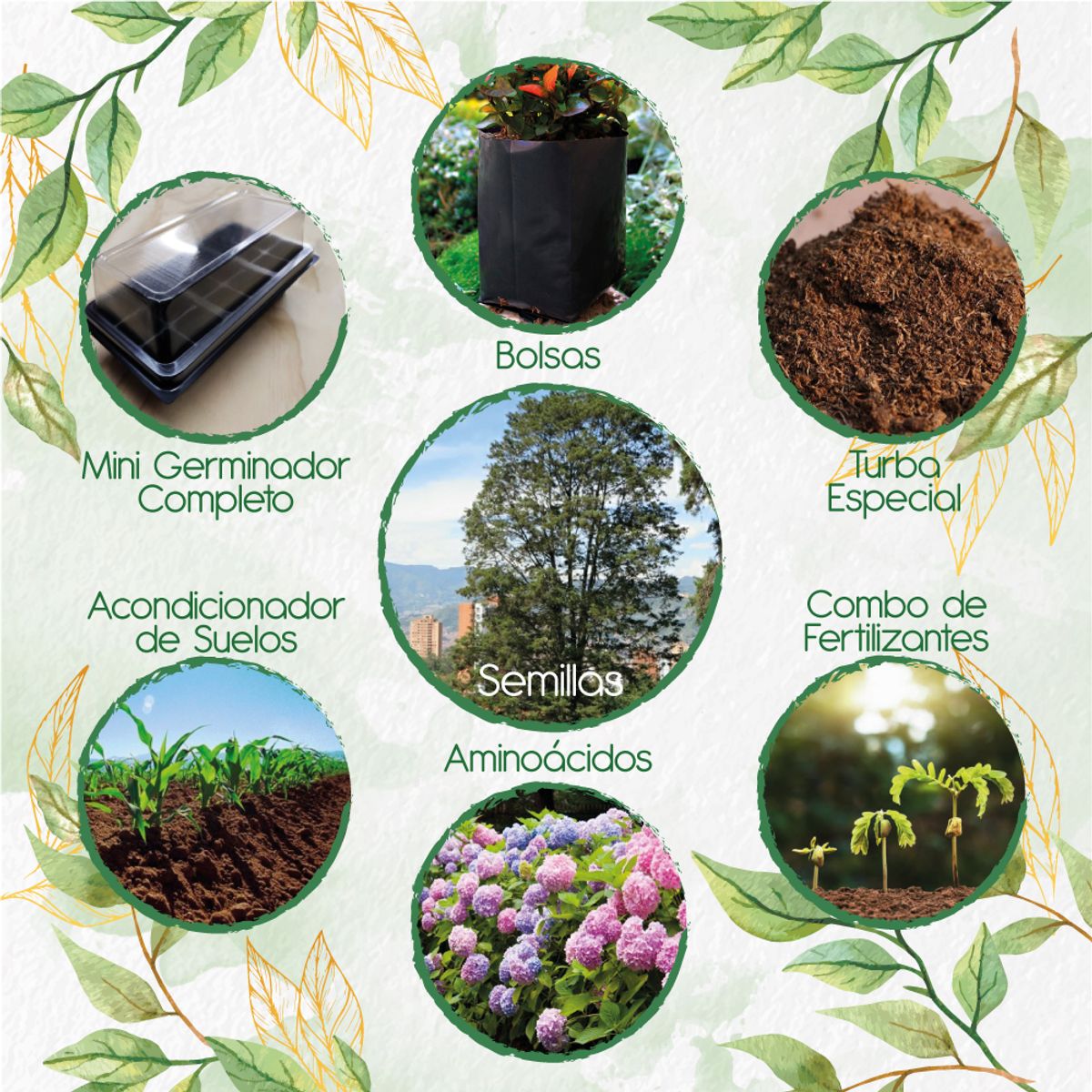 GENERICO - 100 Semillas De Árbol Ciprés + Kit De Germinación Especial