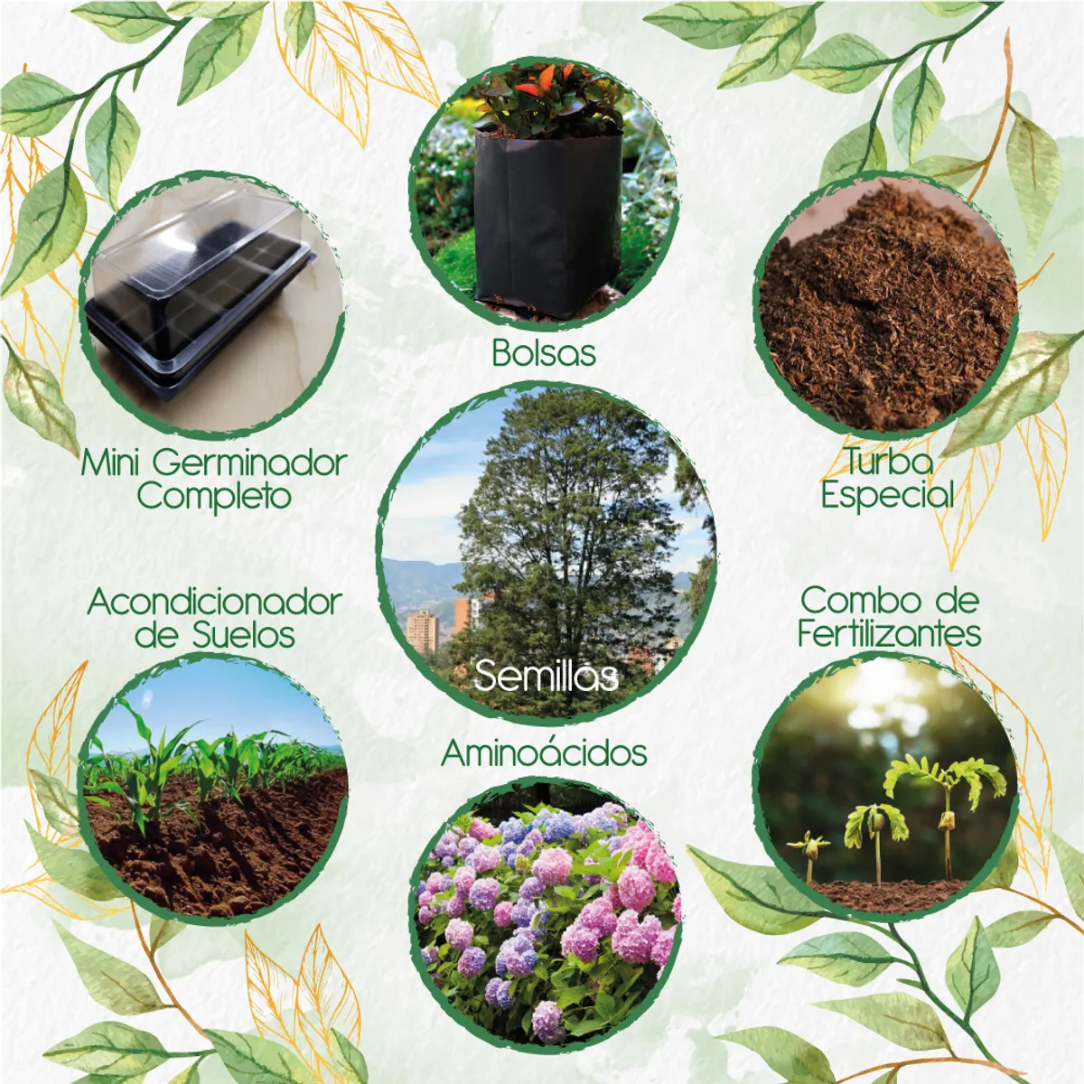 GENERICO - 100 Semillas De Árbol Ciprés + Kit De Germinación Especial