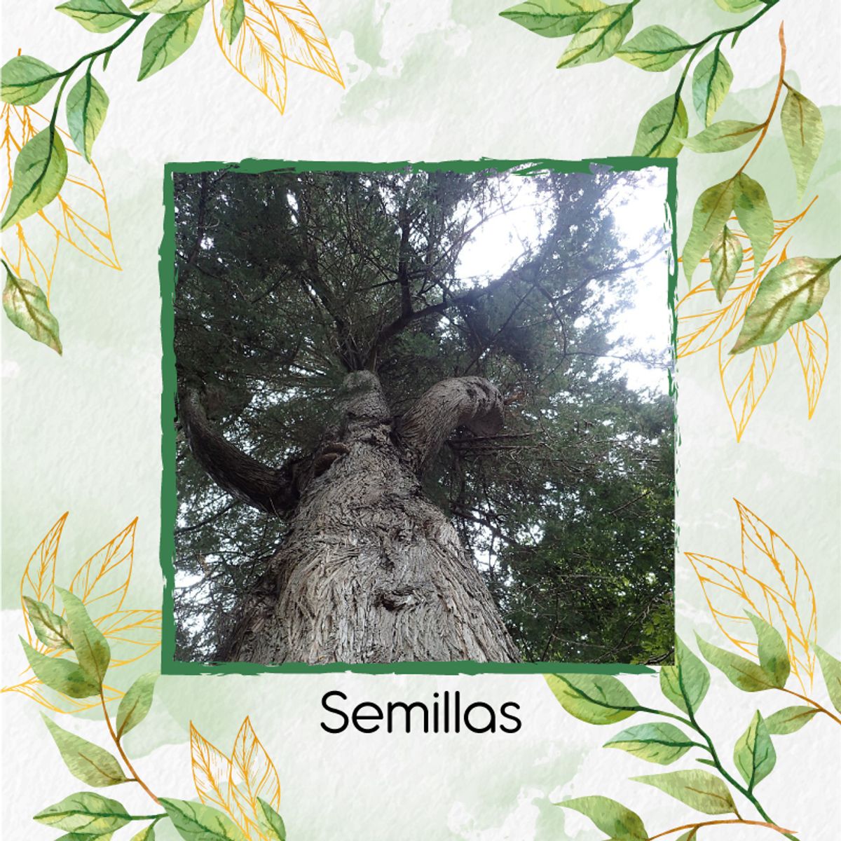 GENERICO - 100 Semillas De Árbol Ciprés + Kit De Germinación Especial