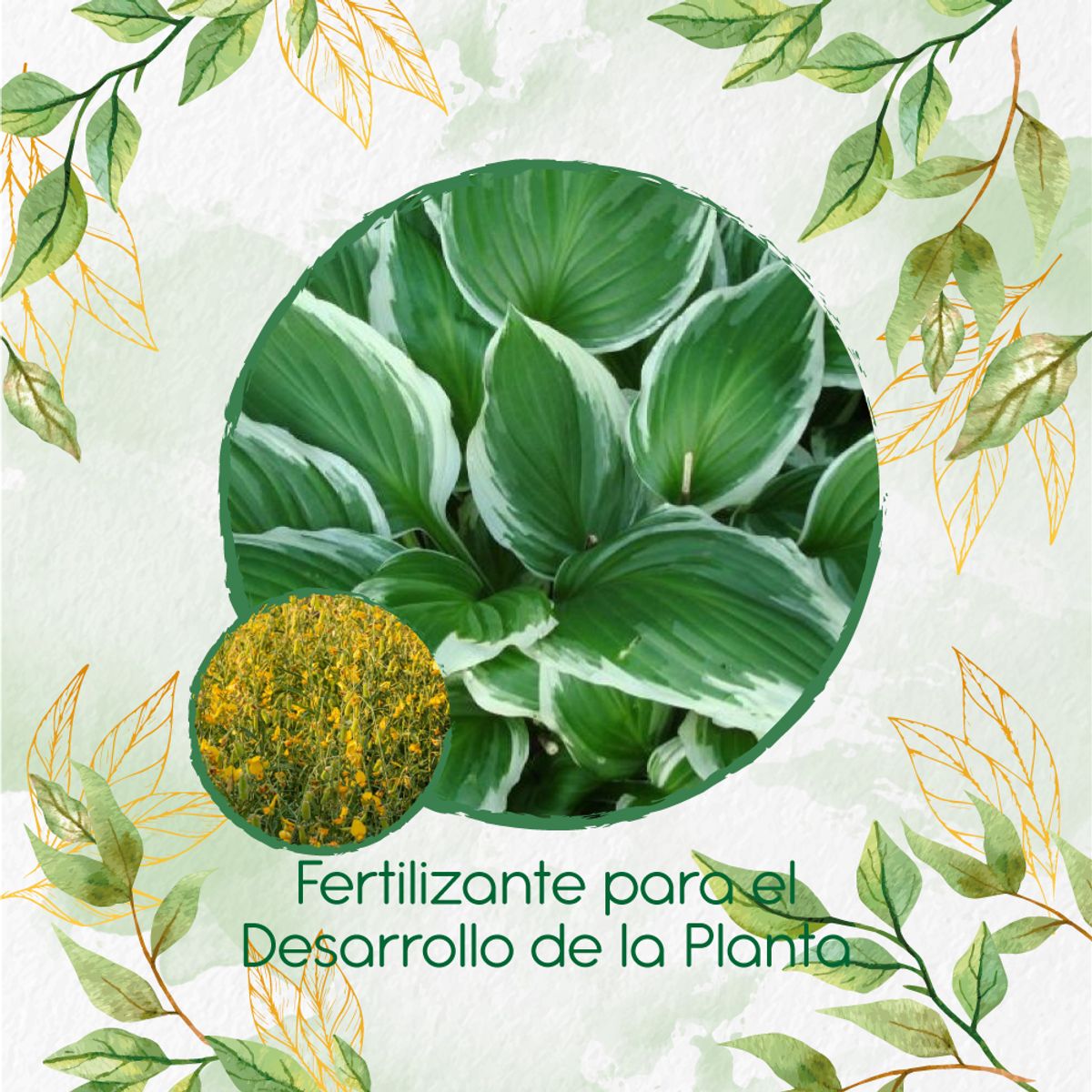 GENERICO - Fertilizante Para El Desarrollo De Crotalaria