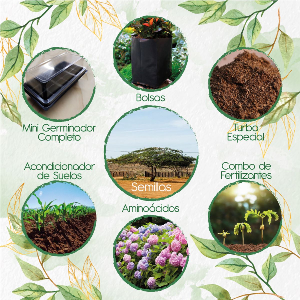 GENERICO - 70 Semillas De Árbol Cuji Trupillo + Kit De Germinación Especial