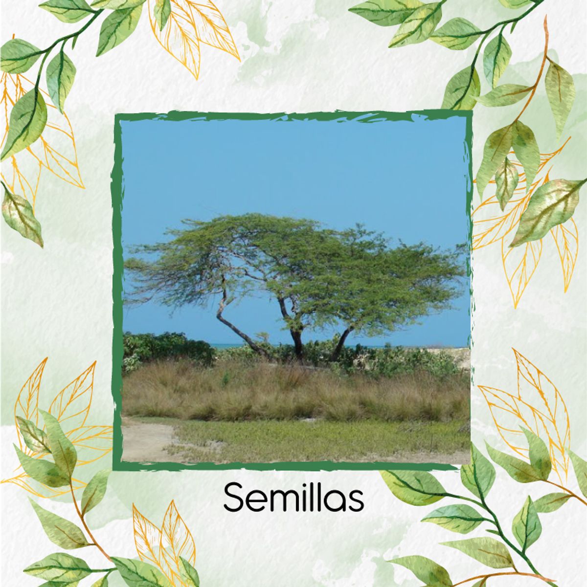 GENERICO - 70 Semillas De Árbol Cuji Trupillo + Kit De Germinación Especial