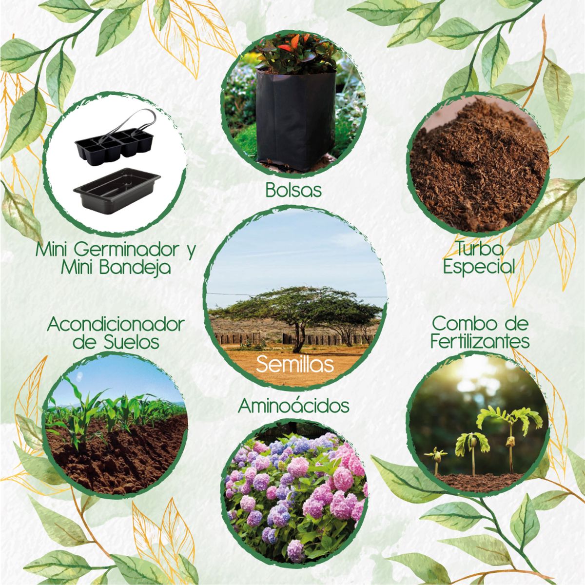 GENERICO - 35 Semillas Orgánicas De Árbol Cuji Trupillo + Kit De Germinación