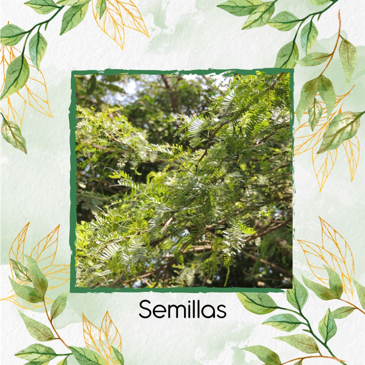 GENERICO - 35 Semillas Orgánicas De Árbol Cuji Trupillo + Kit De Germinación