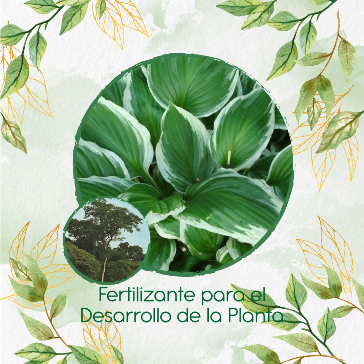 GENERICO - Fertilizante Para El Desarrollo De Árbol Dinde Mora