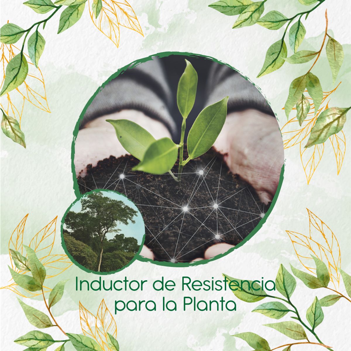 GENERICO - Fertilizante Inductor De Resistencia Para Árbol Dinde Mora