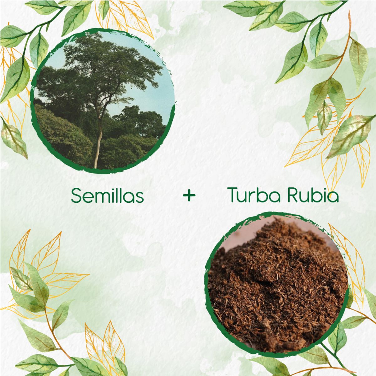GENERICO - 200 Semillas De Árbol Dinde Mora + Turba De Germinación