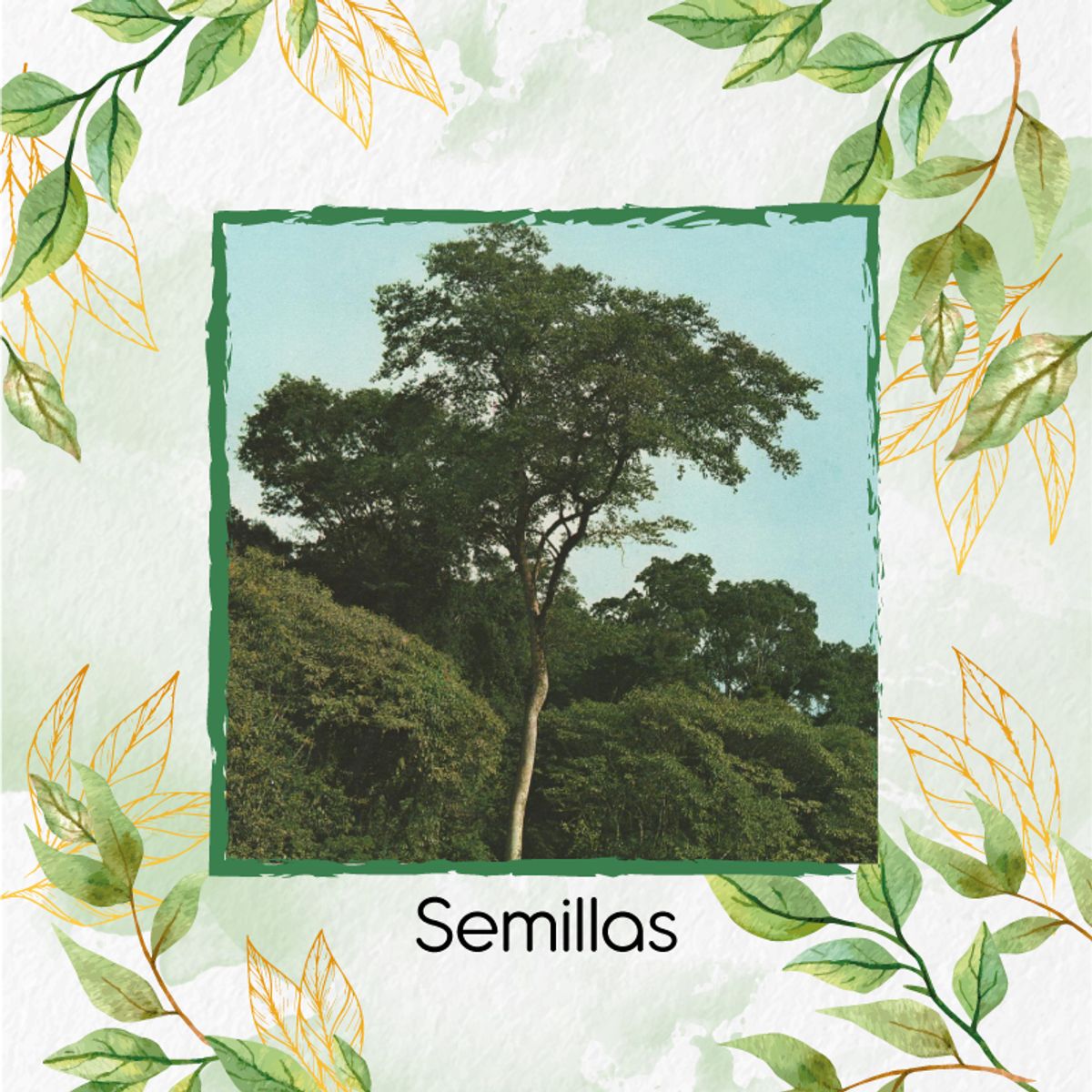 GENERICO - 200 Semillas De Árbol Dinde Mora + Turba De Germinación