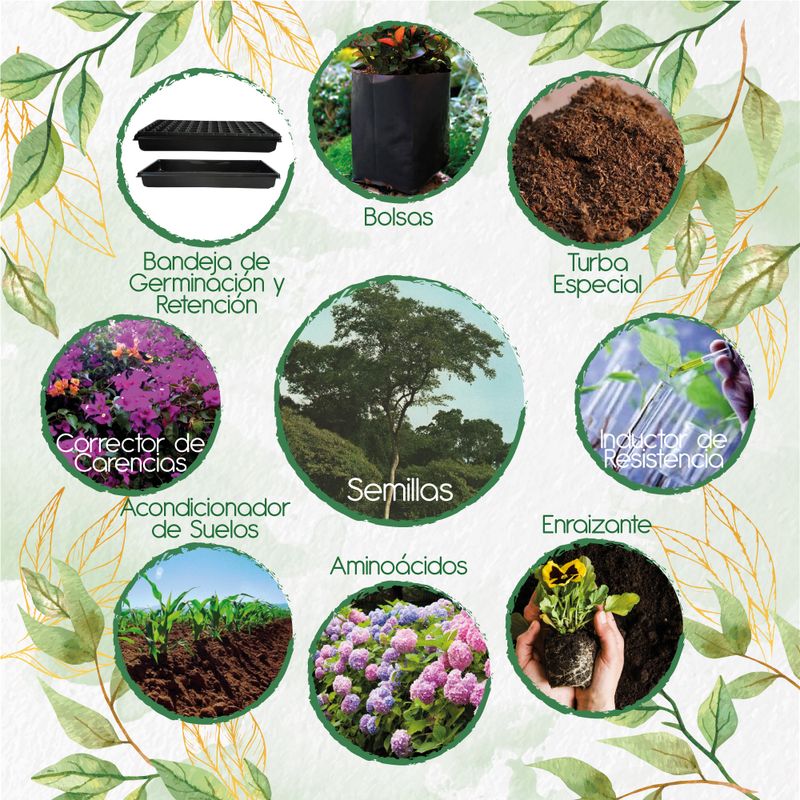 GENERICO - 400 Semillas De Árbol Dinde Mora + Kit De Producción