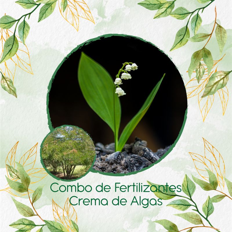 GENERICO - Combo De Fertilizantes Crema De Algas Para Árbol Dividivi