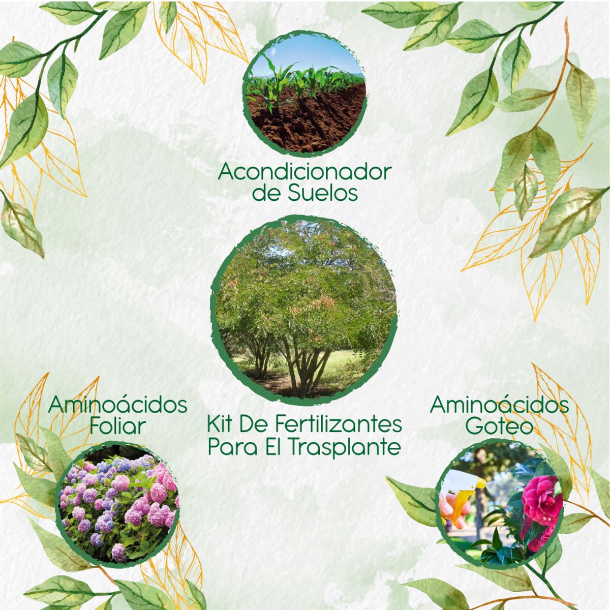 GENERICO - Kit De Fertilizantes Para El Trasplante De Árbol Dividivi