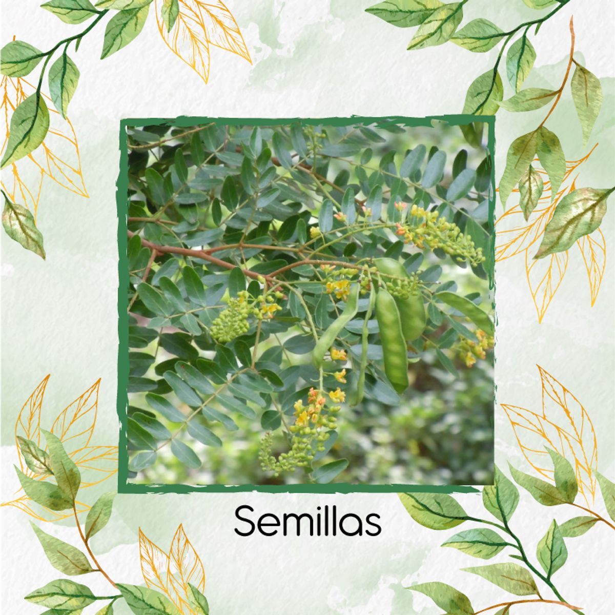 GENERICO - Kit De Fertilizantes Para El Trasplante De Árbol Dividivi