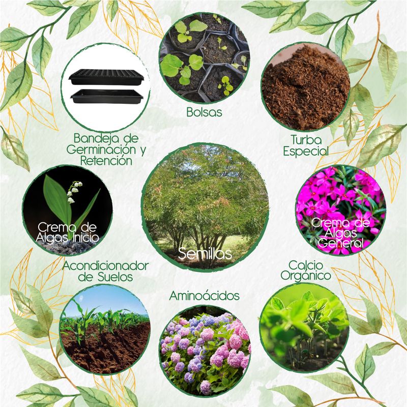 GENERICO - 30 Semillas De Árbol Dividivi + Kit Orgánico