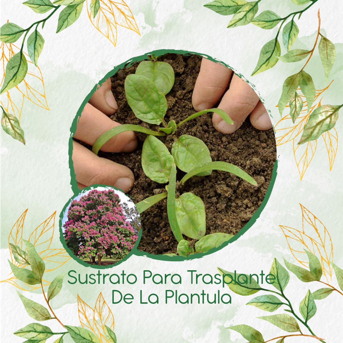 GENERICO - Sustrato Para Trasplante De Árbol Embrujo De La India