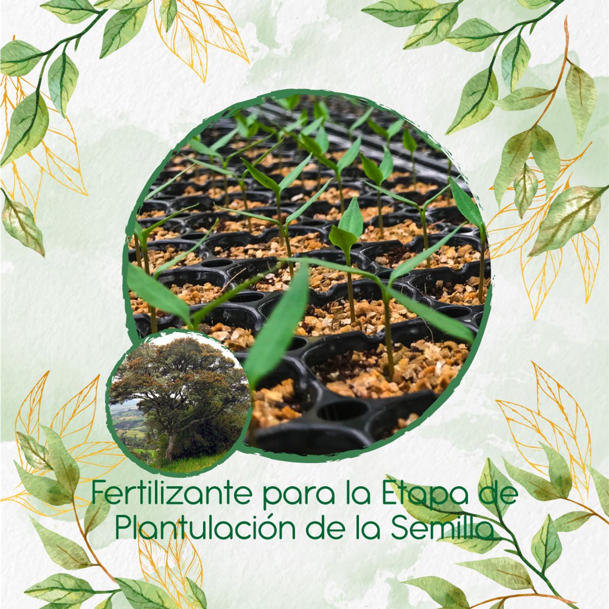GENERICO - Fertilizante De Plantulación Para Árbol Encenillo