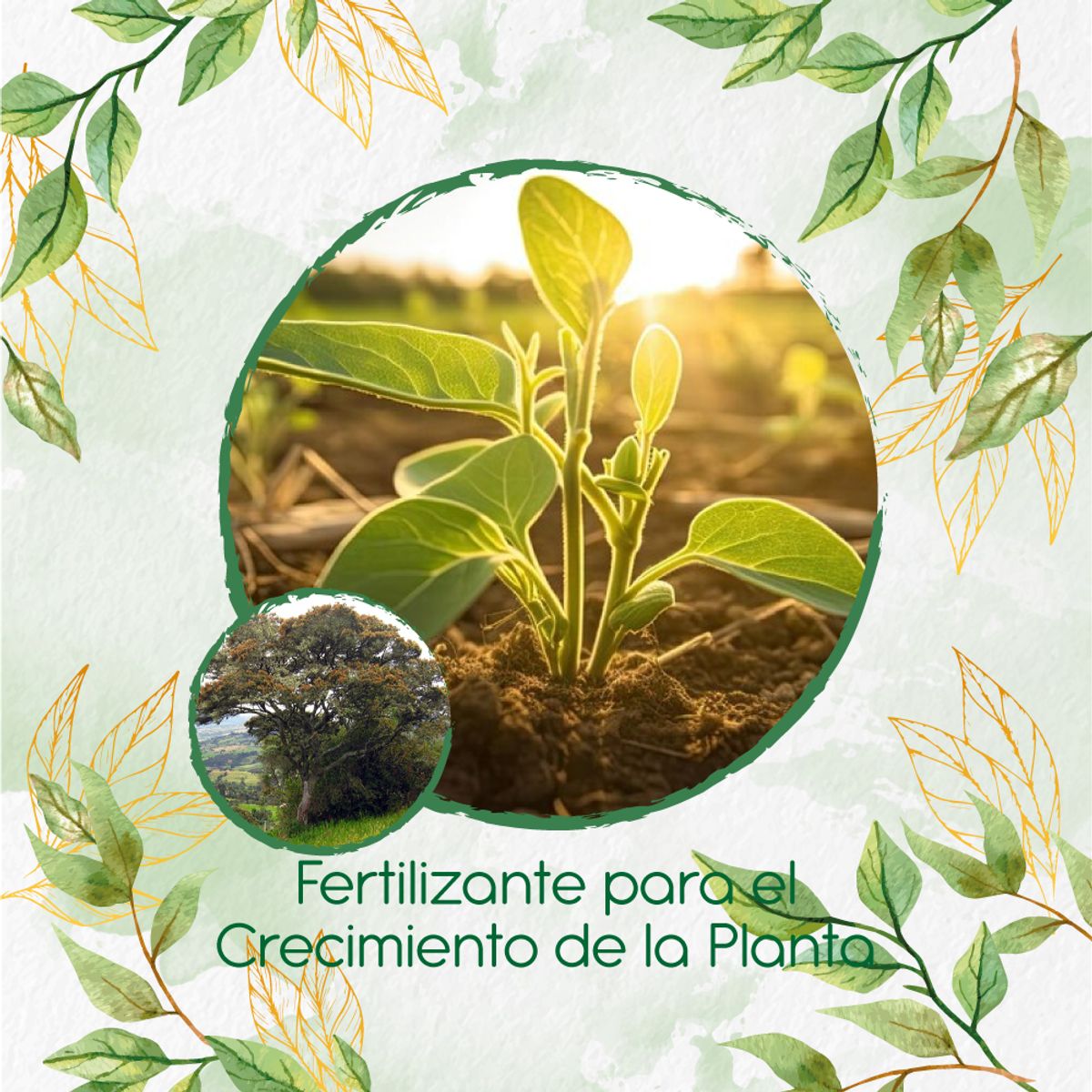 GENERICO - Fertilizante Para El Crecimiento De Árbol Encenillo