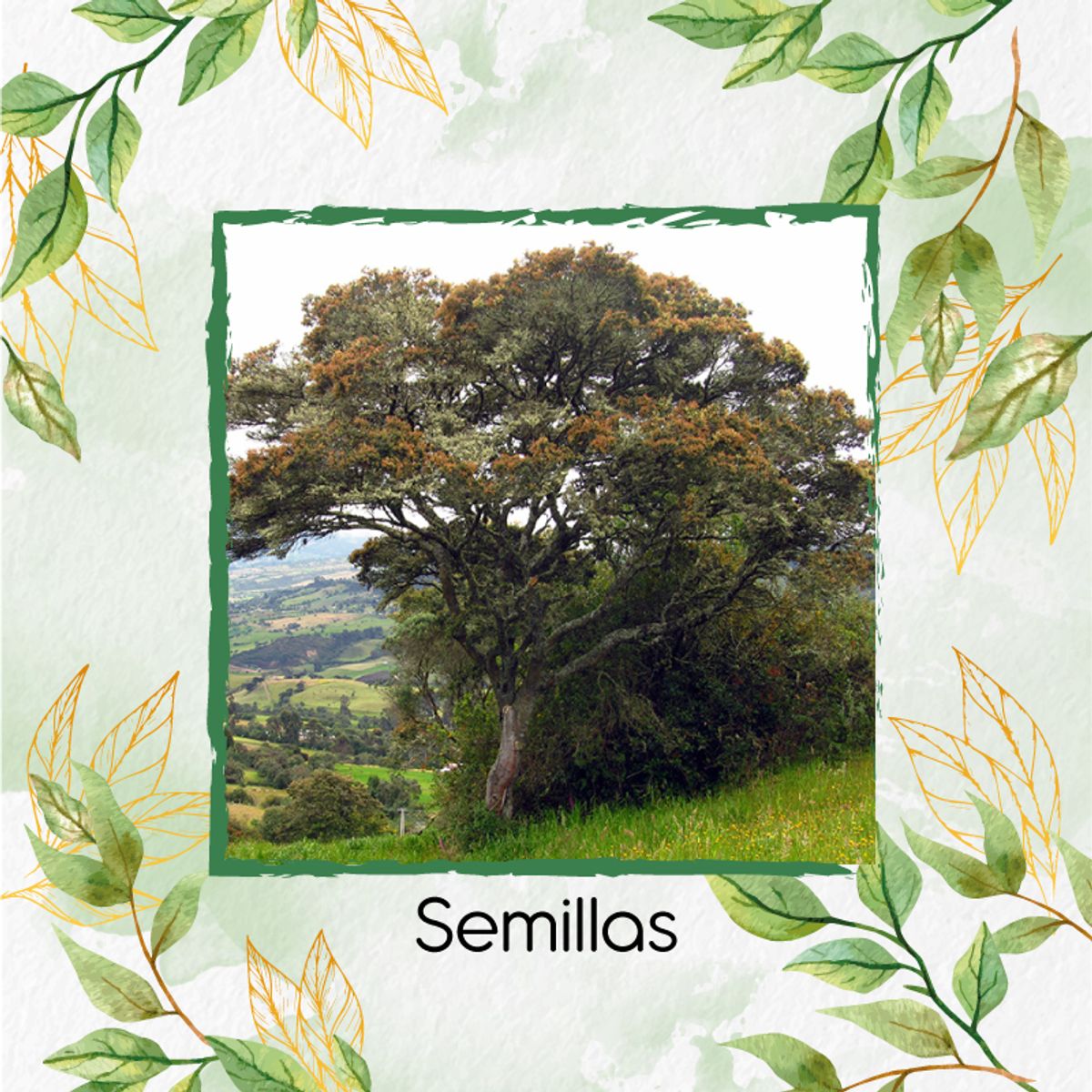 GENERICO - 30 Semillas De Árbol Encenillo + Turba De Germinación