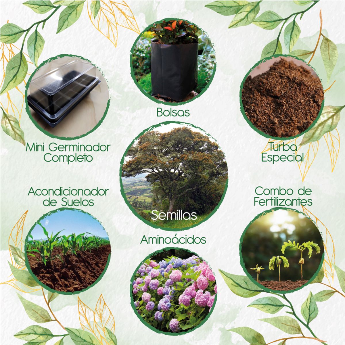 GENERICO - 30 Semillas De Árbol Encenillo + Kit De Germinación Especial